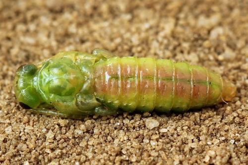 Réf. 223 101 : Dolerus aericeps